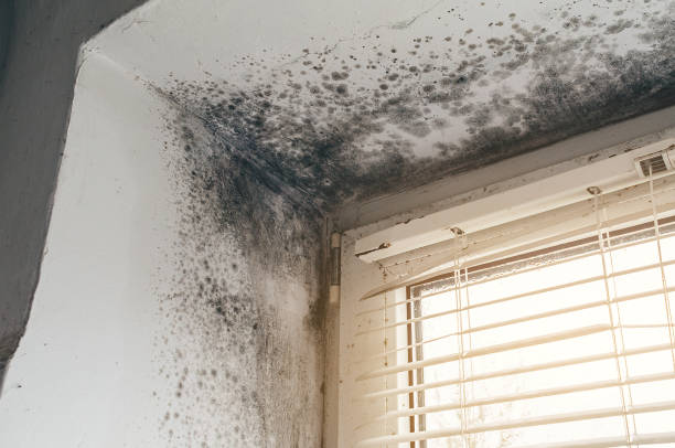 Affordable Mold Cleanup solutions in Hines, IL